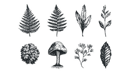 Obraz premium Collection of hand-drawn botanical elements including ferns, leaves, and a mushroom. Vector hand drawn illustration