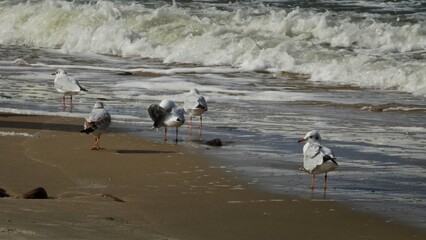 Five seagulls stand and preen on a sandy beach. Ocean waves gently crash in the background, creating a serene and calm atmosphere.