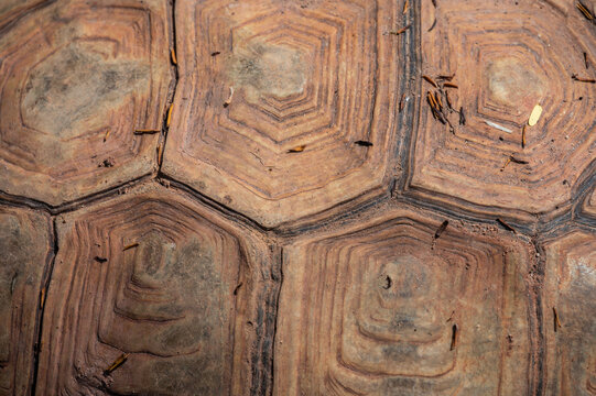 Full frame shot of Sulcata tortoise shell texture and background. Tortoise shell is primarily composed of keratin, a fibrous protein found in the scutes of the turtle's carapace.