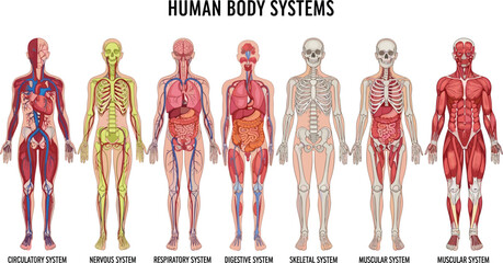 Human body systems illustration showing circulatory, nervous, respiratory, digestive, skeletal, and muscular anatomy, medical diagram, biology education, vector design.