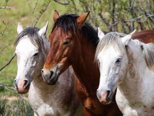 Naklejka premium Wild Horses in the Desert