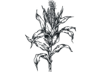 Detailed pen and ink drawing of a corn stalk with detailed kernels and leaves on a white background. Vector hand drawn illustration
