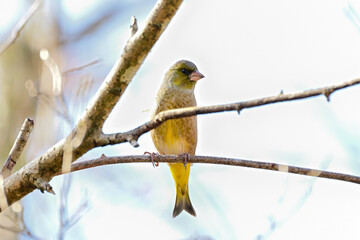 枝に留まっているカワラヒワ