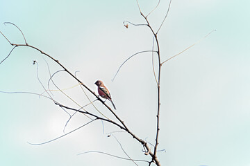 枝に留まっているベニマシコ