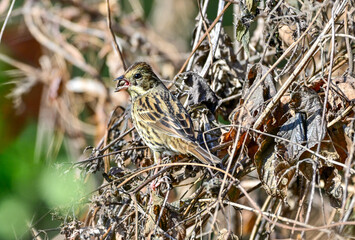 草の種を食べいるアオジ