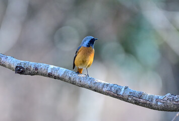 枝に留まっているジョウビタキ