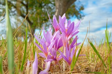 Herbstzeitlose in G&ouml;ssenheim auf dem Weg zur Homburg