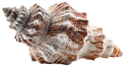 Close-up of a sea shell