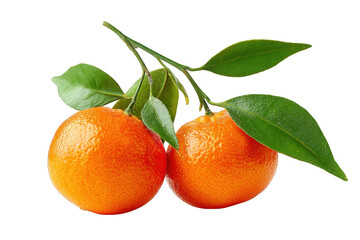 Close-up of two fresh mandarins on a branch with leaves