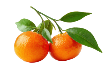 Close-up of two fresh mandarins on a branch with leaves