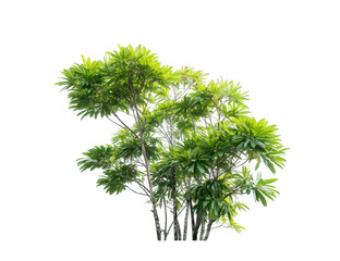 Fototapeta premium Lush green tropical trees against a black background