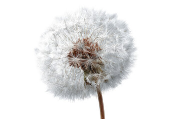 Close-up of a dandelion seed head (11)