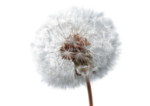 Close-up of a dandelion seed head (11)