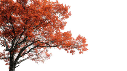 Autumn tree, vibrant colors