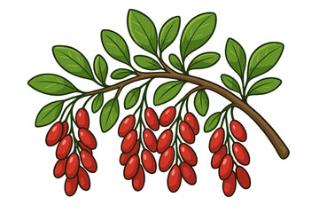 Barberry branch with ripe red berries and green leaves. Vector cartoon illustration isolated on white. Natural organic superfood for healthy eating. Botanical art design element.