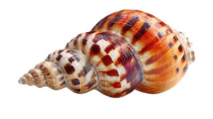 Close-up of a sea snail shell (1)