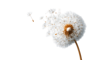 Close-up of a dandelion seed head (36)