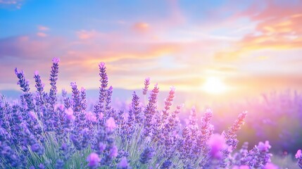 Sunrise over a vast lavender field in bloom