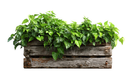 Fototapeta premium Wooden planter box overflowing with lush greenery