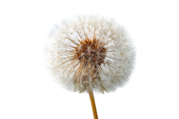 Close-up of a dandelion seed head (37)