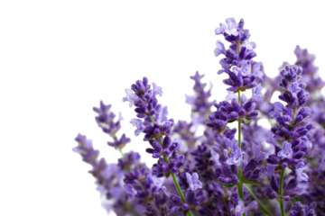 Close-up of lavender blossoms