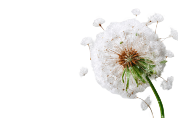 Close-up of a dandelion seed head (38)