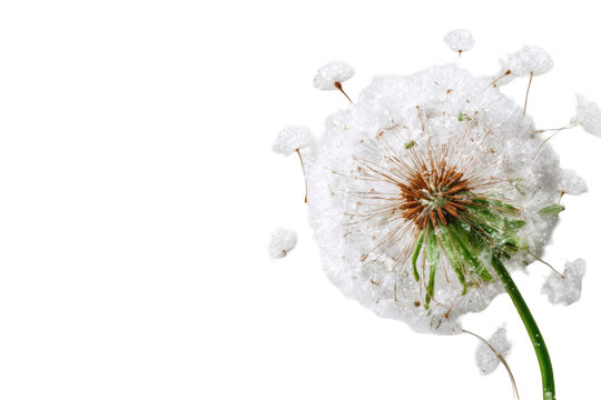 Close-up of a dandelion seed head (38)