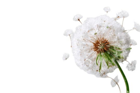 Close-up of a dandelion seed head (38)