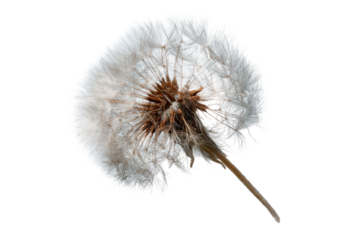 Close-up of a dried dandelion seed head (3)