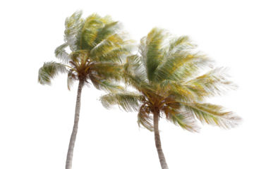 Two palm trees, windswept