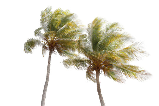Two palm trees, windswept