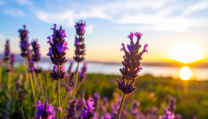 Obraz premium Lavender Field Sunrise: The dawn paints a lavender field with golden hues, highlighting the delicate flowers and the majestic sun. Witnessing a vibrant scene of tranquility and natural beauty.
