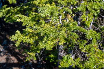 Lush green branches of a pine tree in a forest during bright daylight