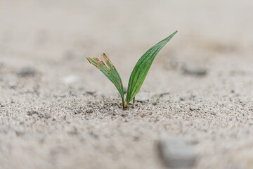 Resilience of a Seedling in Arid Land