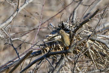 枯木に留まっているジョウビタキの雌
