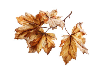 Close-up of autumn leaves