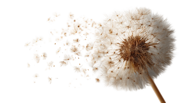 A dandelion seed head dispersing