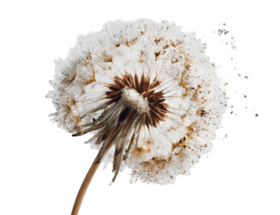 Close-up of a dandelion seed head (63)