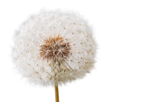 Close-up of a dandelion seed head (64)
