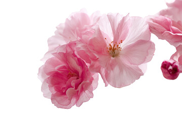 Close-up of delicate pink blossoms (3)