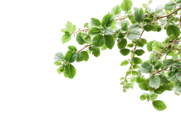 Close-up of delicate plant branch