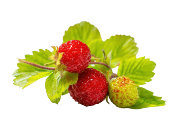 Close-up of three wild strawberries with leaves