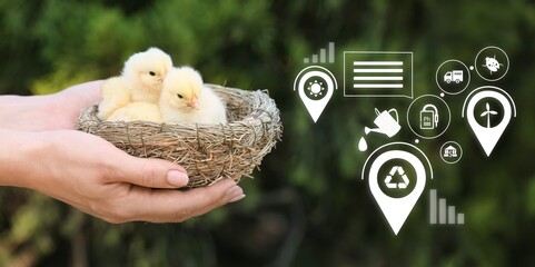 Farmer holding nest with cute chickens outdoors. Concept of modern technologies in farming