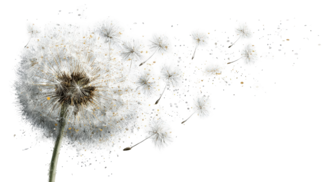 A dandelion seed head dispersing seeds (3)