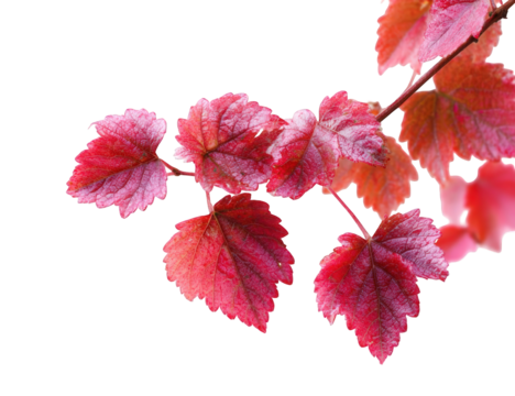 Close-up of vibrant fall leaves