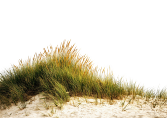 Coastal grass dune at sunset