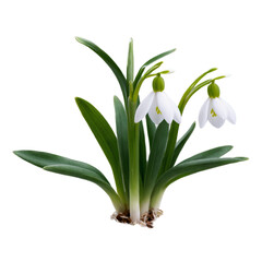 Fototapeta premium Snowdrop Flower – Botanical Theme, Transparent Background, PNG Photo for Creative Artwork and Collage