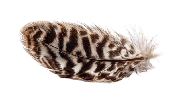 Close-up of a bird feather (1)