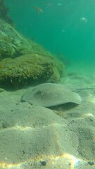 Fototapeta premium Underwater stingray resting on sand