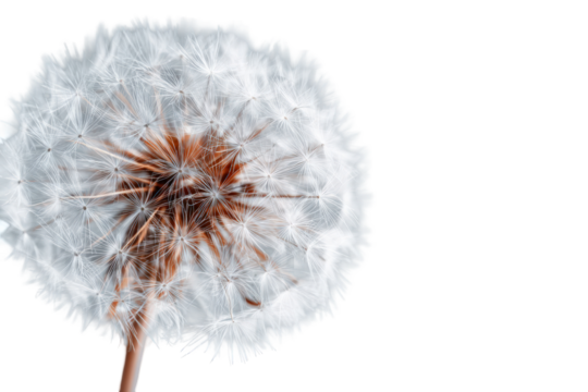 Close-up of a dandelion seed head (3)